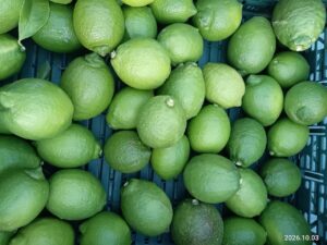 🍋 グリーンレモン出荷についてのお知らせ