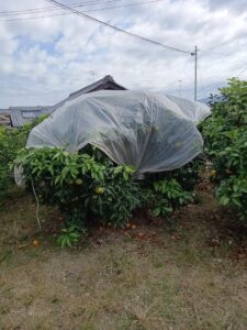 しまなみの島々から、旬の柑橘を。しまなみマドンナ