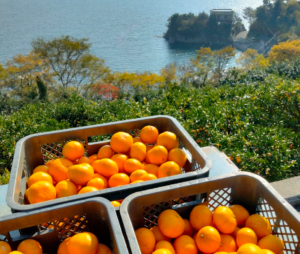 🍊 しまなみの旬をお届け！柑橘の予約販売開始